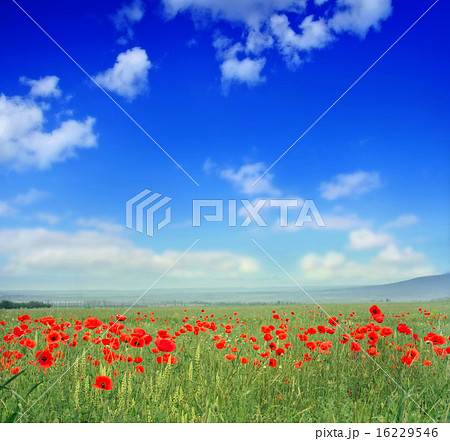 poppies 16229546