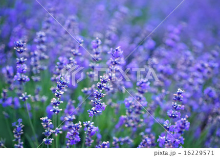 nature in Crimea 16229571