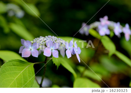 ガクアジサイ 16230325