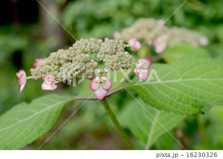 ガクアジサイ 16230326