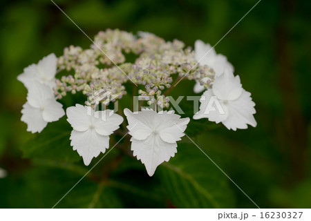 ガクアジサイ ガクアジサイ 16230327