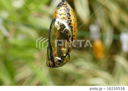 黄金のまゆ オオゴマダラ 黄金のまゆ オオゴマダラ 16230538