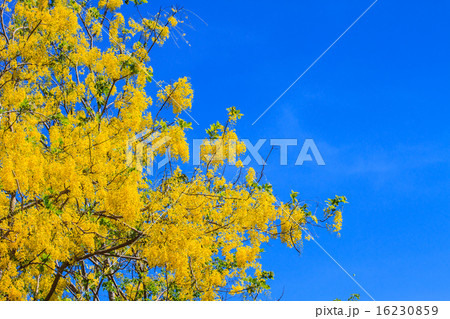 Cassia Fistula in clear blue sky 16230859