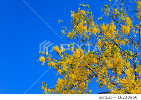 Cassia Fistula in clear blue sky 16230860