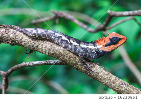 Green crested lizard Green crested lizard 16230861