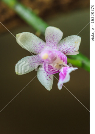 wild orchids in forest of Thailand wild orchids in forest of Thailand 16230876