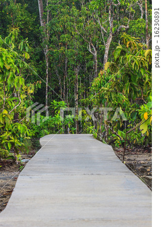 stone bridge in forest stone bridge in forest 16230891