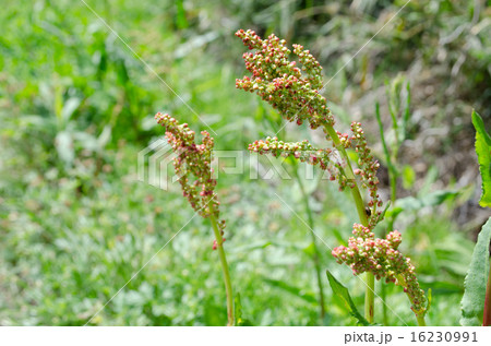 スイバ スイバ 16230991