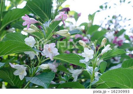 ハコネウツギ ハコネウツギ 16230993