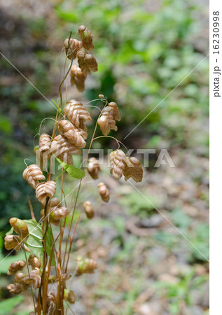 コバンソウ 16230998