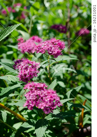 シモツケ 16231001