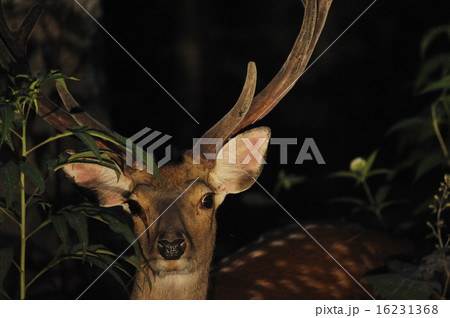 夜のエゾシカ 夜のエゾシカ 16231368