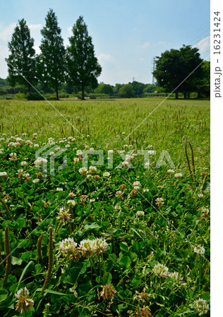 見沼田圃:シロツメクサ マメ科 見沼自然公園にて 見沼田圃:シロツメクサ マメ科 見沼自然公園にて 16231424