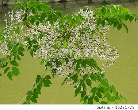 栴檀は双葉より芳し、の諺があるがその香木がこれ。白檀の異称である。 16231775