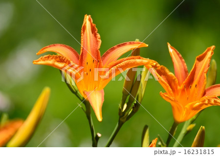 ヘメロカリス 16231815