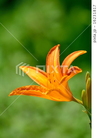 ヘメロカリス 16231817