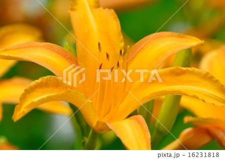 ヘメロカリス 16231818