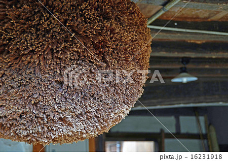 杉玉 杉玉 16231918