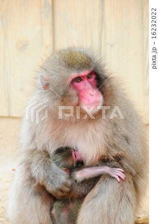 サルの親子 サルの親子 16232022