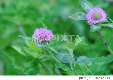 アカツメグサ アカツメグサ 16232133