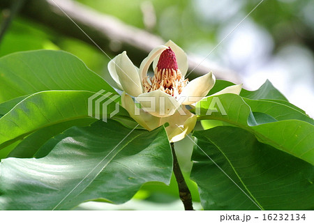 ホオノキ 16232134