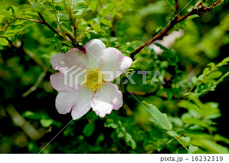 サンショウバラ 16232319