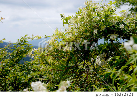 スイカズラ スイカズラ 16232321