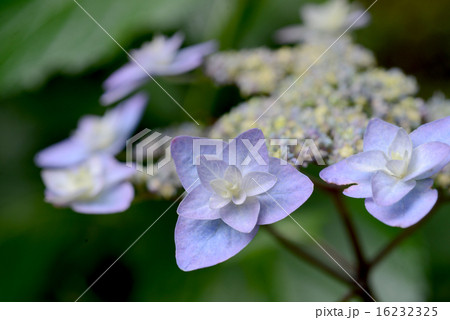 ガクアジサイ 16232325