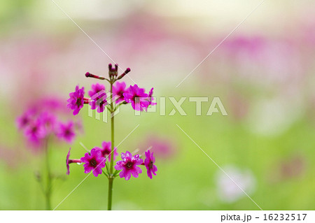 千手ヶ浜のクリンソウ 16232517