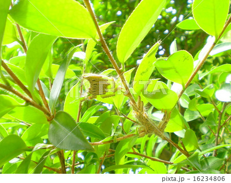 チャドクガの幼虫 チャドクガの幼虫 16234806