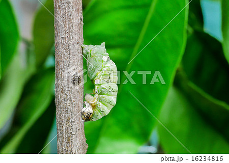 アゲハチョウの幼虫からサナギへの変化の写真素材