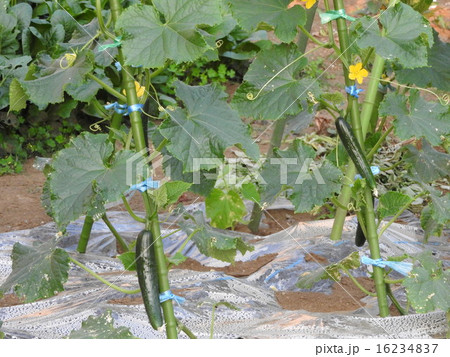 簡単に育てられるので初心者向け、胡瓜は夏を代表する野菜である。 16234837