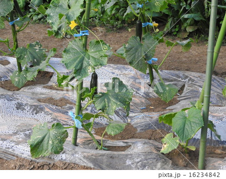簡単に育てられるので初心者向け、胡瓜は夏を代表する野菜である。 16234842