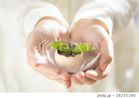 双葉をもつ手 16235100