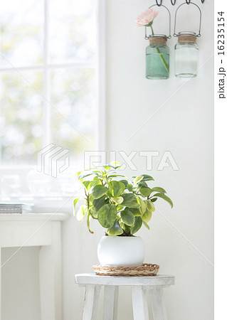 窓辺のイスの上に置かれた観葉植物の写真素材