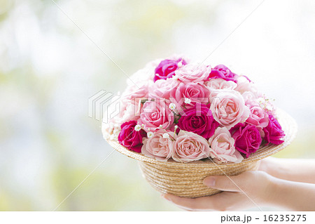 バラの花を持つ手の写真素材