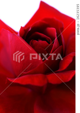 深紅の薔薇のアップ 深紅の薔薇のアップ 16235395