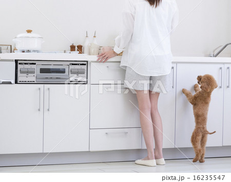 キッチンに立つ女性とトイプードル キッチンに立つ女性とトイプードル 16235547