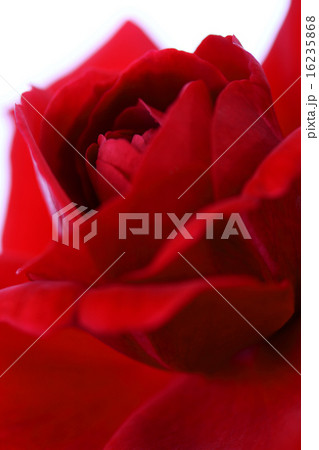 深紅の薔薇のアップ 深紅の薔薇のアップ 16235868