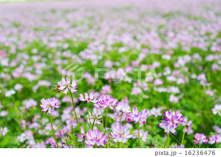 レンゲ畑 perming 季節の花 写真素材 レンゲ畑 perming 季節の花 写真素材 16236476