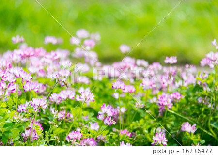 レンゲ畑　perming 季節の花　写真素材 16236477