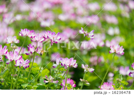 レンゲ畑　perming 季節の花　写真素材 16236478
