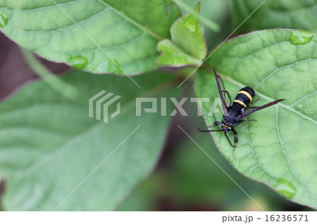 蜂に擬態する蛾ヒメアトスカシバのメス０２ 16236571