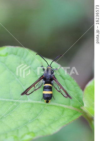 蜂に擬態する蛾ヒメアトスカシバのメス04 蜂に擬態する蛾ヒメアトスカシバのメス04 16236573