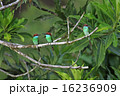 ルリノドハチクイ 16236909