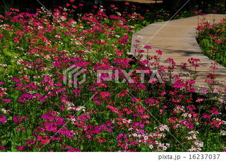 長い花茎を出し 紅紫色や白 黄色の花が花茎の下のほうから輪生状に咲いていくクリンソウの写真素材