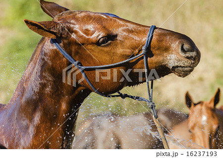 Horse Wash Horse Wash 16237193