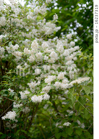 卯の花 16237319