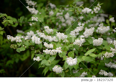 卯の花 卯の花 16237320