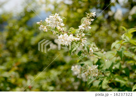卯の花 16237322